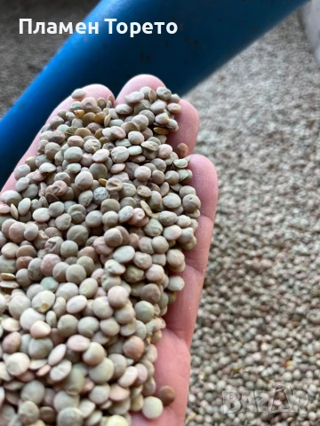 Леща - Канадска зелена реколта 2025, снимка 2 - За селскостопански - 51159667