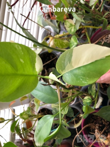 Rhaphidophora Tetrasperma Albo Variegata , снимка 2 - Стайни растения - 53256581