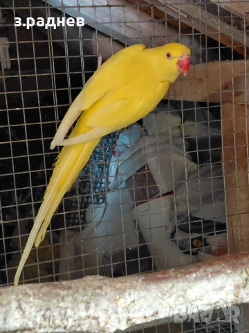 Женски малък александър на 3г, снимка 4 - Папагали - 52271334