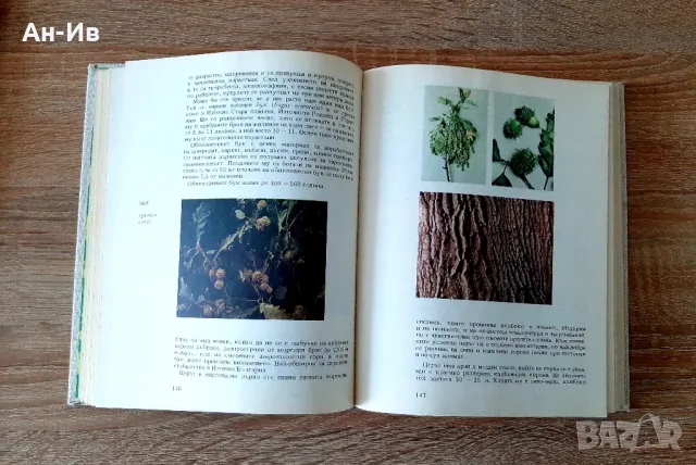 Енциклопедии/8броя за 38лв/ и Атлас по ботаникаС.Петров и Е.Паламарев, снимка 6 - Енциклопедии, справочници - 49113576