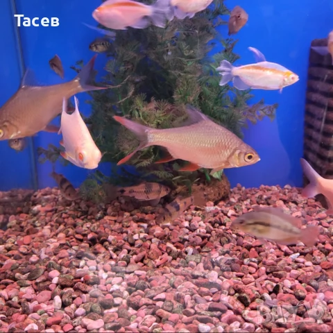 Гигантски барбус 5-7см