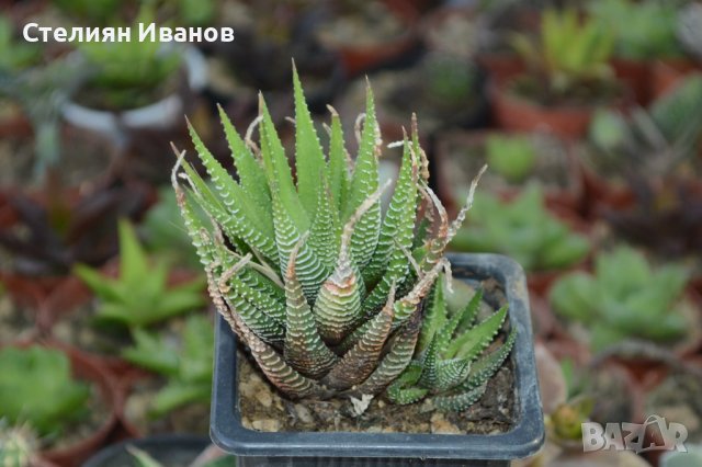 Хавортия, хавортиопсис (Haworthiopsis attenuata (syn.: Haworthia attenuata)), снимка 2 - Стайни растения - 37398374