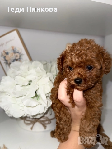 Той пудел момче, снимка 3 - Пудели - 52743432