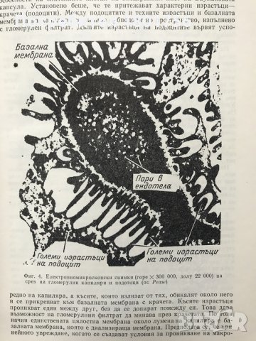 Болести на бъбреците -Под редакцията на проф. Маждраков, снимка 6 - Специализирана литература - 28598166