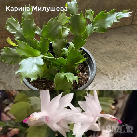 Продавам различни цветя, снимка 11 - Стайни растения - 19367768