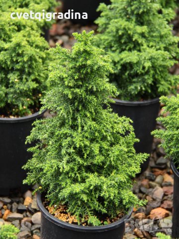 Cryptomeria japonica Jindai (Криптометия Джиндай), снимка 1 - Градински цветя и растения - 43759037