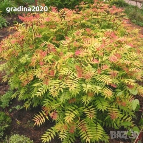 Сорбария Сем - (Sorbaria Sorb."Sem"®), снимка 2 - Разсади - 45041780