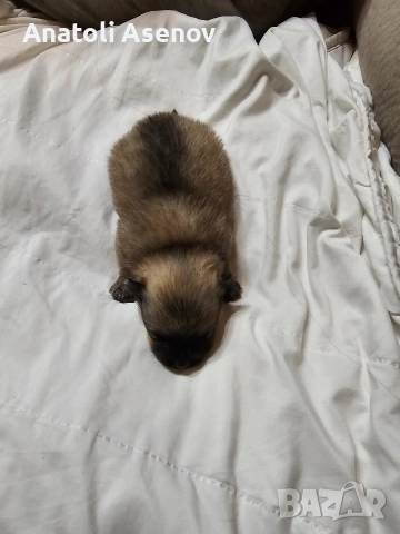 Мини немски шпиц-Померан, снимка 10 - Шпиц - 52797251