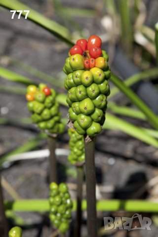 Змийска хурка, снимка 2 - Други - 37326268