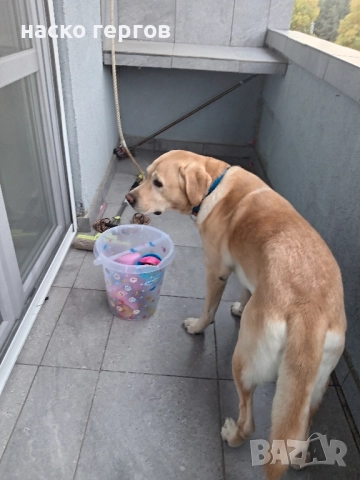 лабрадор за разплод, снимка 2 - Лабрадор ретривър - 52281708