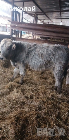 Две мъжки и едно женско , снимка 3 - Крави - 53197773