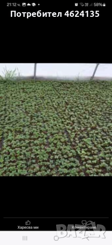 Продавам разсад ягоди, снимка 18 - Сортови семена и луковици - 52068496