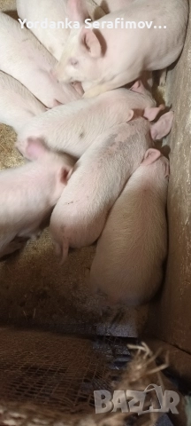 прасенца, снимка 2 - Прасета - 52814781