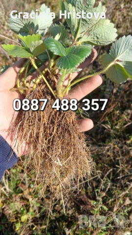 Продавам качествен разсад ягоди , снимка 2 - Градински цветя и растения - 53560287