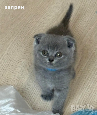 британски котенца, снимка 9 - Британска късокосместа - 53327267