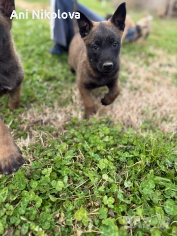 Чистокръвни белгийски овчарки, снимка 8 - Белгийска овчарка - 53026515