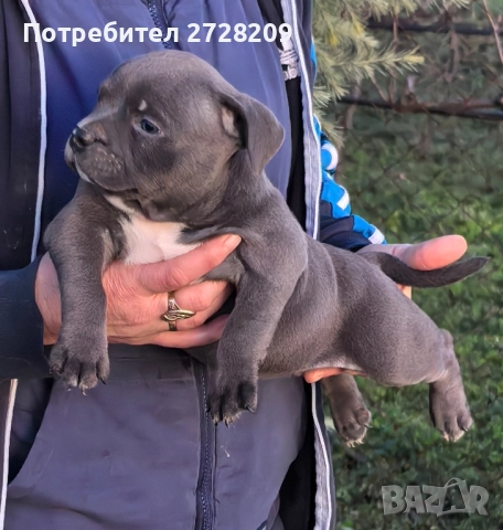 Американско Були Покет/American Bully Pocket , снимка 11 - Питбул - 52860044