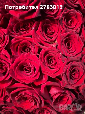 Червени рози