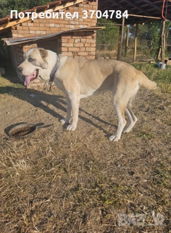 Продавам Сао алабай , снимка 1