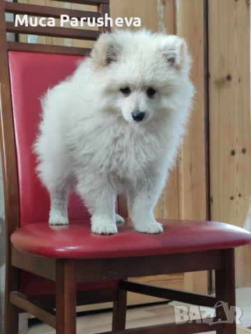 Продават се 1 мъжко 1 женско, снимка 7 - Померан - 52548062