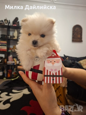 Продавам малко померанче