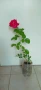 Продавам рози. Храстовидни, снимка 4