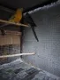 Продавам розели и пойни папагали, снимка 6