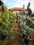 Кипарис - пон пон и спирала, снимка 1 - Градински цветя и растения - 38337057