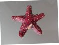 метална кутийка Морска звезда от Тенерифе , снимка 1