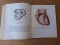 Атлас Анатомия на човека том 2 Синелников, снимка 6