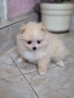 Померан , снимка 2