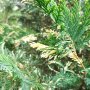Кипарис Лейланди вариегатно, (Cupressocyparis leylandii 'Variegata'), снимка 4