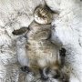 Котешки ПУФ меко дългокосместо легло за куче котка заек с високи борд, снимка 7