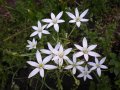 Гарванов лук, снимка 1 - Градински цветя и растения - 43740022