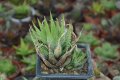 Хавортия, хавортиопсис (Haworthiopsis (syn.: Haworthia) attenuata) - големи растения