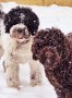 Испански кучета за трюфели , снимка 1 - Кокер шпаньол - 44096160