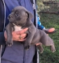 Американско Були Покет/American Bully Pocket , снимка 11
