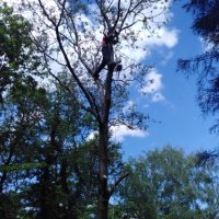 Рязане и кастрене на високи и опасни дървета-абонаментна поддръжкаа , снимка 1 - Майстори - 33056022