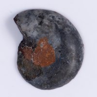 Черен амонит срязан 5.8g 29.5mm, снимка 2 - Други ценни предмети - 37987664
