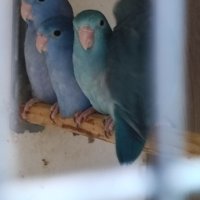 Врабчови папагали, снимка 4 - Папагали - 43913903