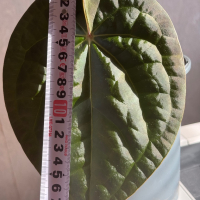 Хибриден Антуриум, снимка 2 - Стайни растения - 44881018