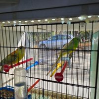 Разнообразие на папагали, снимка 7 - Папагали - 43127939
