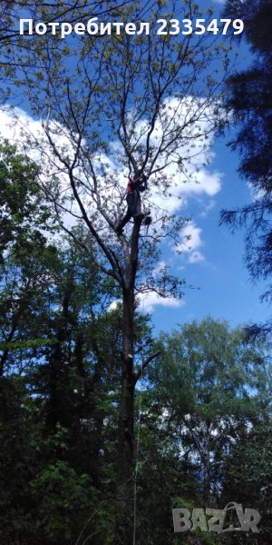 Рязане и кастрене на високи и опасни дървета-абонаментна поддръжкаа , снимка 1