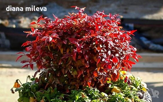 Нандина  'FIRE POWER' , студоустойчива, снимка 1