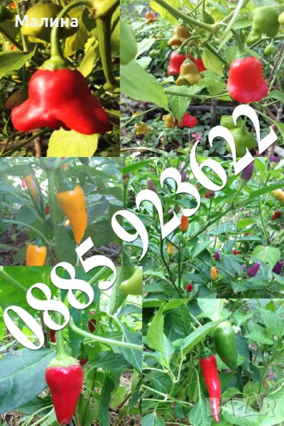 Био Семена Чери Домати Люти Чушки Стари Селски Сортове и Тютюн, снимка 1