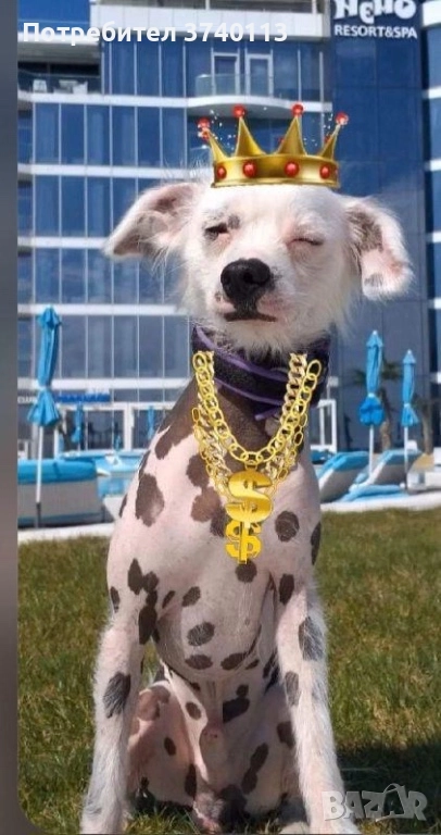 Китайско качулато куче (голо), снимка 1