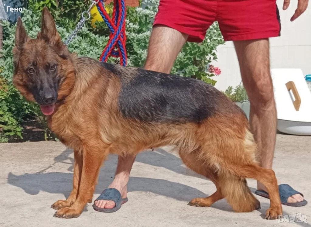 Продавам НОК, снимка 1