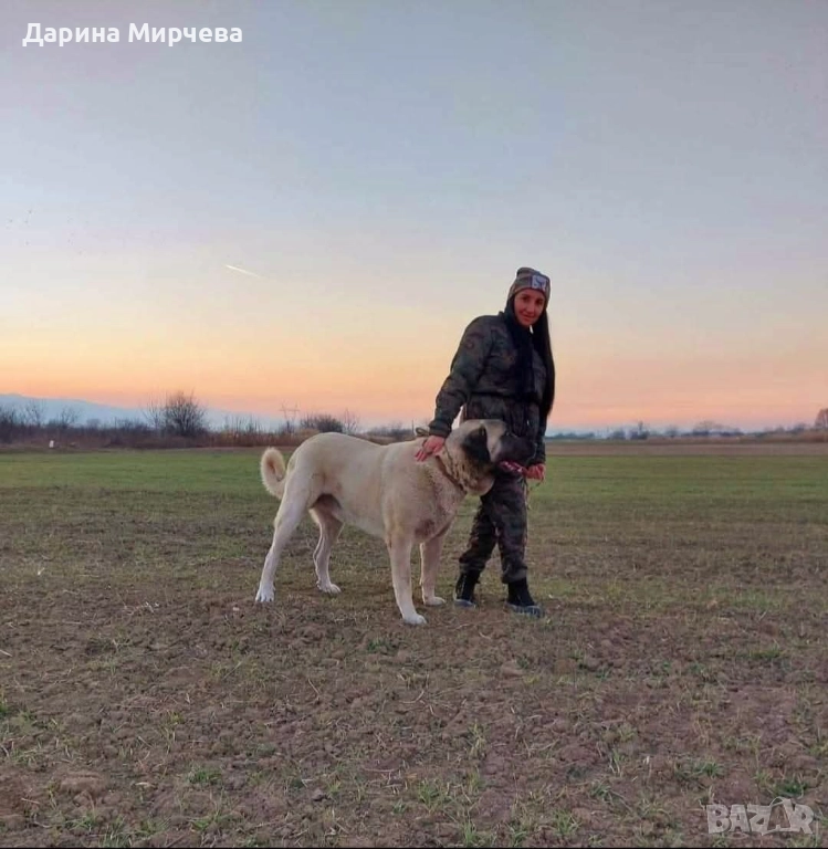 Турски Кангал , снимка 1