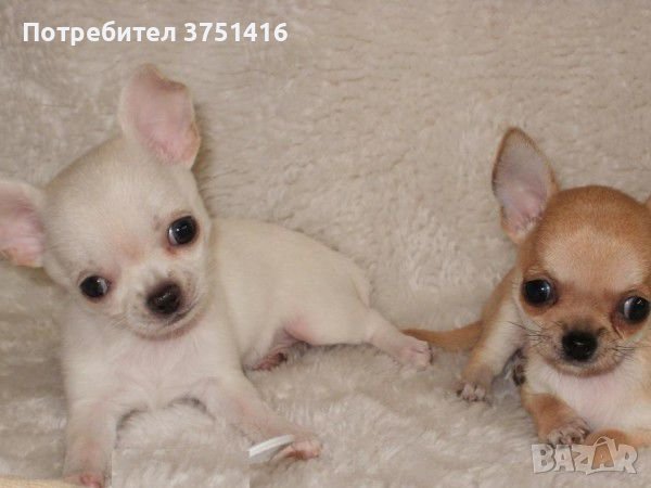 Мини чихуахуа в Чихуахуа в гр. Димитровград - ID40950788 — Bazar.bg