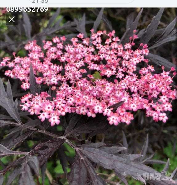 Бъз(Sambucus nigra 'Eva' BLACK LACE) Цена: 15 лв., снимка 1